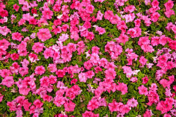 petunia, bird's-eye view, pink flowers image