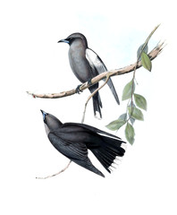 Illustration of bird. 