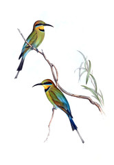 Illustration of bird. 