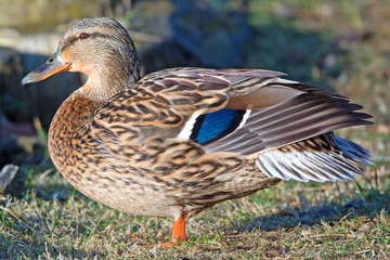 Stockente