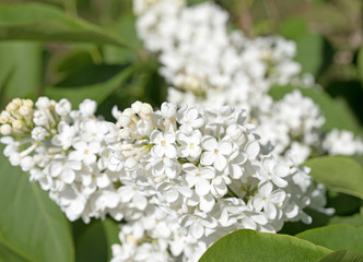 Weißer Flieder, Syringa