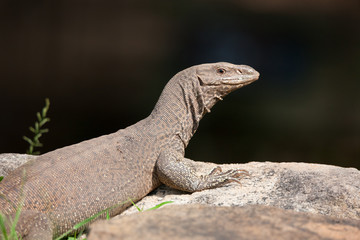 Bengal monitor (Varanus bengalensis) or common Indian monitor