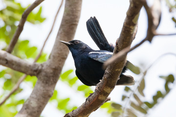 Oriental magpie-robin (Copsychus saularis) bird standing at tree