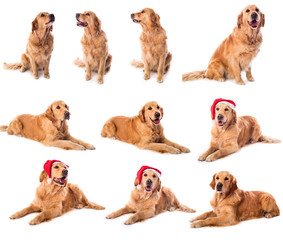 Golden retriever collection isolated on white