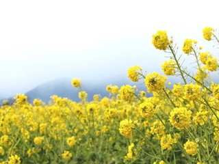 菜の花の咲く風景、日本の春