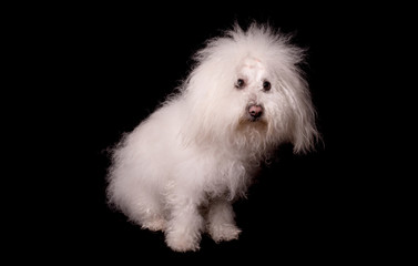 Bichon bolognese dog isolated on black background
