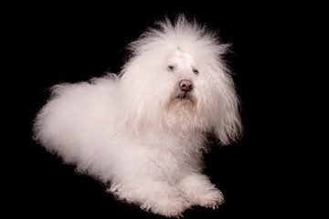 Bichon bolognese dog isolated on black background