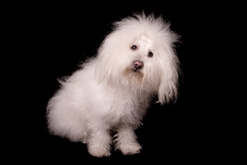 Bichon bolognese dog isolated on black background