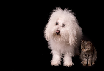 Bichon bolognese dog and cat isolated on black background