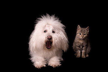 Bichon bolognese dog and cat isolated on black background