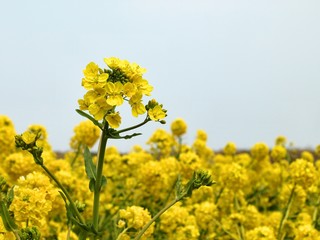 菜の花の咲く風景、春