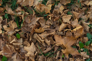 Background.  A drop of leaves on the ground