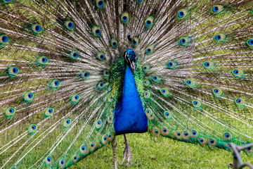 Male peacock displaying full plumage