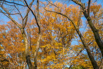 秋の風景　黄色い公園の樹木１