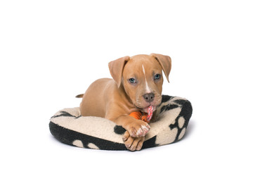 American staffordshire terrier isolated on white