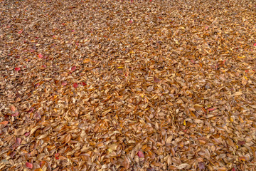 秋の風景　地面の落ち葉２
