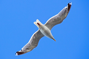 Möwe im Flug