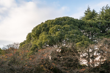 Fototapeta premium 秋の森林公園と空