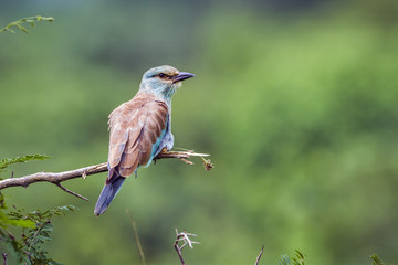 European Roller in Kruger National park, South Africa