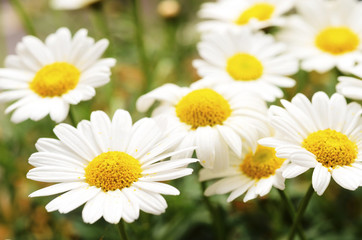 Obraz na płótnie Canvas White daisy flowers for background