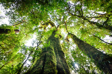 tree trunk with moss and orchid in rainforest under view at Doi intanon national park, Chiangmai, Thailand