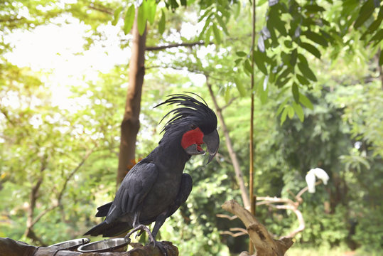 Black palm cockatoo (Probosciger aterrimus)