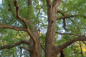 Fototapeta na wymiar 秋の公園の大樹１