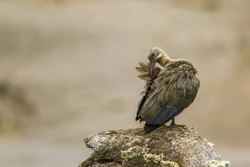Hadada ibis in Kruger National park, South Africa