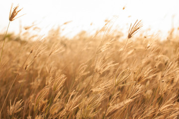 Grass field and orange light.