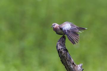 Laughing Dove in Kruger National park, South Africa