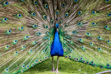 Obraz premium Male peacock displaying full plumage