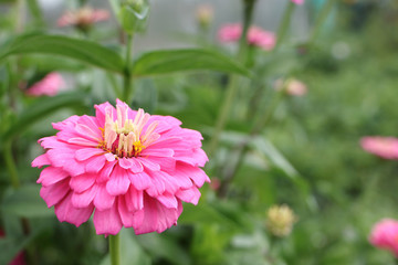 Fototapeta premium Pink flower of a zinnia against a background of green grass in a garden
