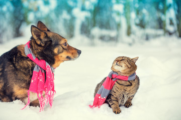 Dog and cat sitting together outdoor in the snowy forest near fir tree. Christmas concept