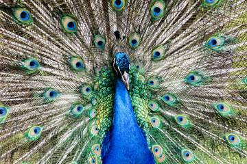 Male peacock displaying full plumage
