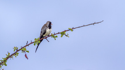 Namaqua Dove in Kruger National park, South Africa