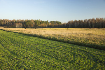Green field, meadow and forest