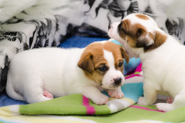 Small newborn white jack russell terrier dogs are playing on a colorful blanket