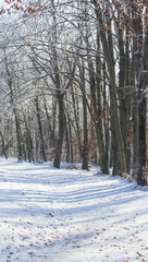 Nice winter landscape