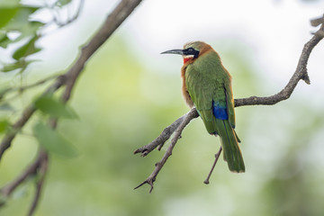 White fronted Bee eater in Kruger National park, South Africa