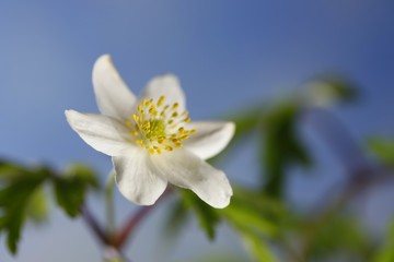Wood anemone known also as windflower, thimbleweed and smell fox