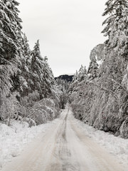 Snow covered road in a Scandinavian pinewood forest with snowy forest floor and pine tree stems, Pinus sylvestris.
