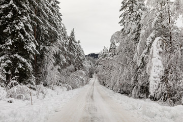 Fototapeta premium Snow covered road in a Scandinavian pinewood forest with snowy forest floor and pine tree stems, Pinus sylvestris.