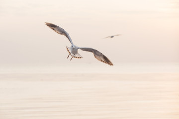 Naklejka premium Seagull are Flying over the Sea in twilight sky sunset