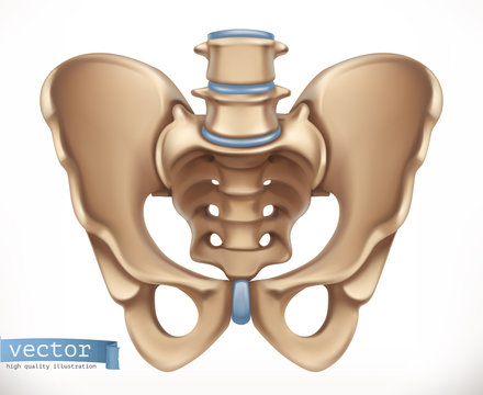 Pelvis structure. Human skeleton, medicine. 3d vector icon