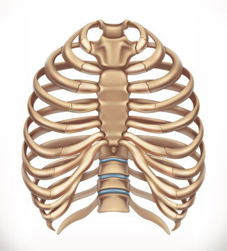 Rib cage. Human skeleton, medicine. 3d vector icon