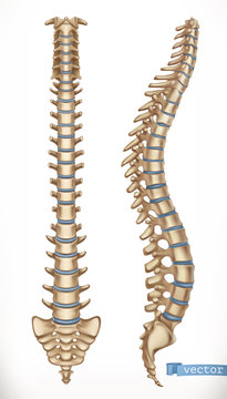 Spine structure. Front and side view. Human skeleton, medicine. 3d vector icon