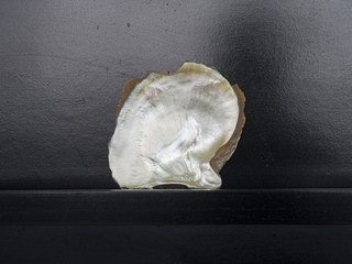 Beautyfull seashell of oyster