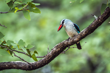 Woodland kingfisher in Kruger National park, South Africa