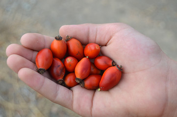a handful of rosehip plants, rosehip collect,

