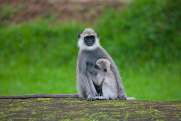 Tufted gray langur, Semnopithecus priam, Sri Lanka